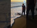 Sea Turtle Released Into The Sunset! #animals #turtles #wildlife