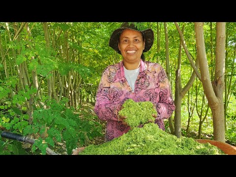 Segredos da Árvore da Moringa: Trato Sustentável para Suínos e Frangos na Roça.
