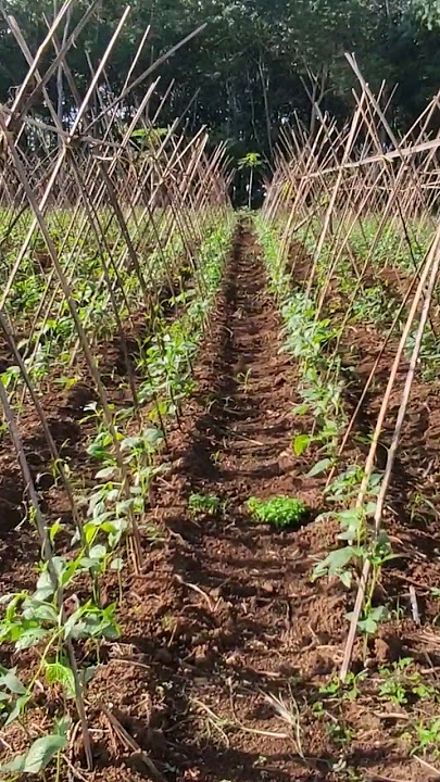 Lanjaran Kacang Panjang bisa di Pakai Ulang #kacangpanjang #agriculture
