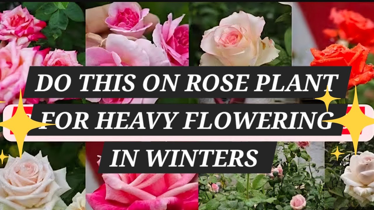 Rose Process Mulching of rose plants | full process of rose mulching | how to ...