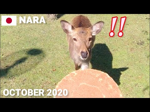 奈良観光 - 奈良公園を歩く2020 後半鹿に追い回されます お辞儀がかわいい Walking in Nara Park, Getting Chased by Cute Deer