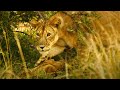 Kali The Lioness Finds Her Dead Cub | Serengeti II | BBC Earth