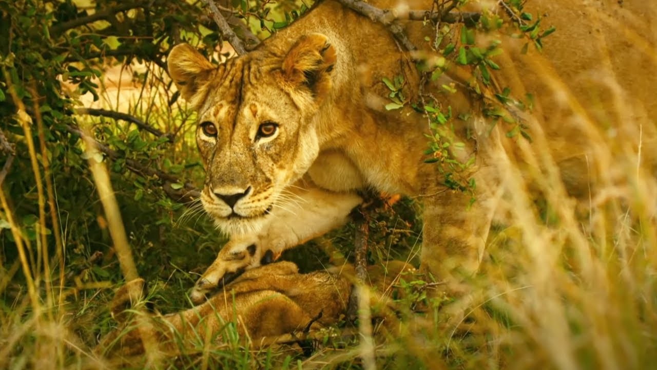  Kali The Lioness Finds Her Dead Cub | Serengeti II | BBC Earth