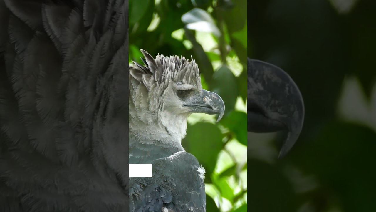Philippine Eagle is considered the most powerful eagle in the world