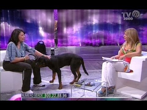 Video: Come curare sgabelli sciolti in un cucciolo
