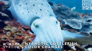 Hypnotic Cuttlefish Color Changes   Wonderstruck | BBC America