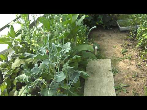 მამაპაპური ბოსტანი 2