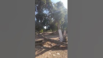 #ولسوف يعطيك ربك فترضى سورة الضحى الشيخ المقرئ ماهر المعيقلي