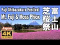 🇯🇵4K 富士芝桜まつり 2023 Fuji Shiba-sakura Festival Mount Fuji 富士山 Moss phlox 富士山観光 山梨観光