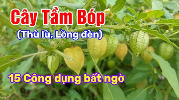 15 công dụng bất ngờ của cây Tầm Bóp (Lồng Đèn) cho sức khoẻ mà ít người biết| Hằng Lê HG85