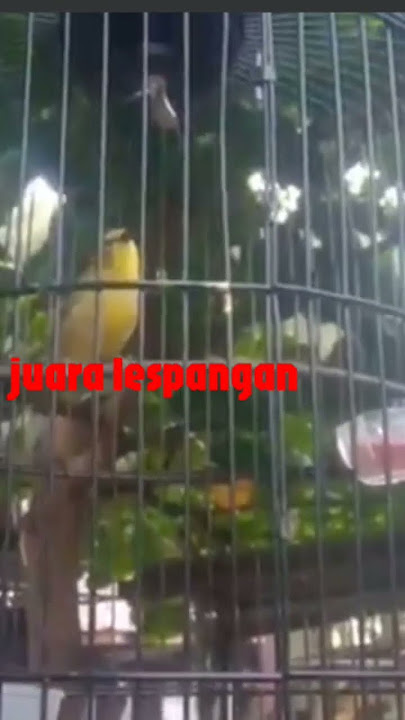 pleci witwit kenari