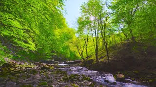 Native American Campfire - Native American Flute Music, Relax, Sleep, Calm, Meditation