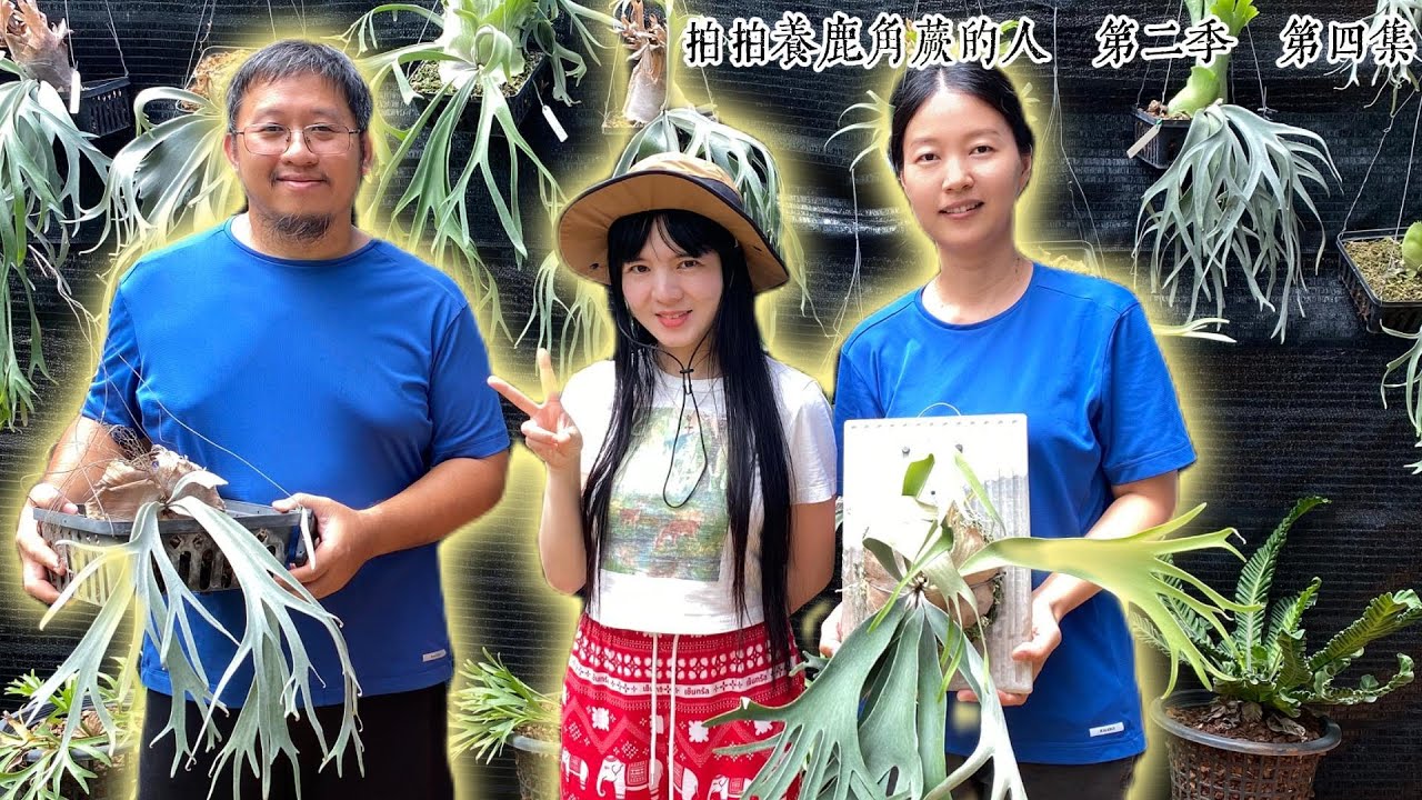 养鹿角蕨15年的banna大叔，他家还有侏儒羊，驯养水牛。拍拍养鹿角蕨的人第二季，第四集。