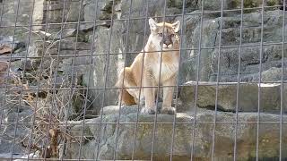 Mountain Lion Meowing at John Ball Park Zoo