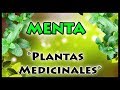 Para Qué Sirve la MENTA | Beneficios y Propiedades de la Menta | Medicina Natural