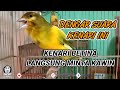 Kenari Jantan Gacor Ngerek Kenari Betina Langsung Minta Kawin Mp3 - Mp4 Download