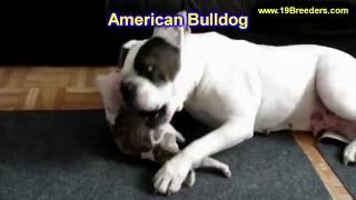 American Bulldog, Puppies, Dogs, For Sale, In Juneau, Borough, Alaska, AK, 19Breeders, Badger