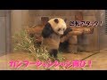4/26カンフーシャンシャン再び！波乗りでテンション上がって回転アタックまでしゃちゃった！上野動物園【パンダ生活チャンネル】