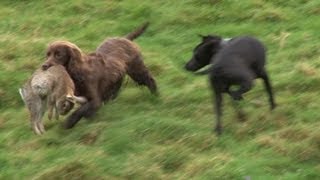 Ferreting rabbits with every dog we've got