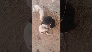 #khesari_lal_yadav_bhojpuri_new_video