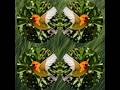 "PLAY OF NATURE" #nature#AIVideo #AIAnimation #FlowerArt#DigitalArt #Photoart#birds# #videoviral
