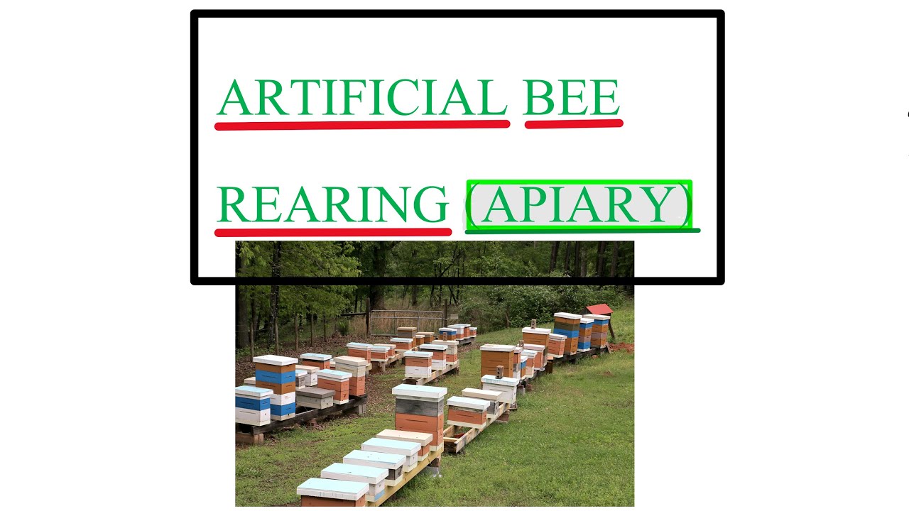 XI / SEM 4 / APICULTURE/ ARTIFICIAL BEE REARING (APIARY) - YouTube