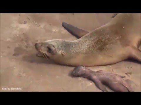 Sea Lion Crying