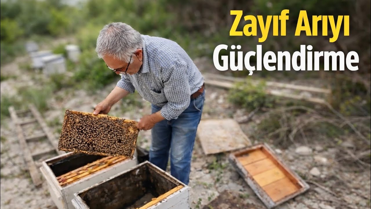 Bir Avuç Kalmış Zayıf Arıyı Güçlendirme |Zayıf Arı Nasıl Güçlendirilir ?