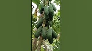 Lalaking Papaya namumunga rin pla #papaya #fruits