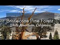 Ancient Bristlecone Pine Forest, California - World's Oldest | Out in the Field with Jeremy Patrich