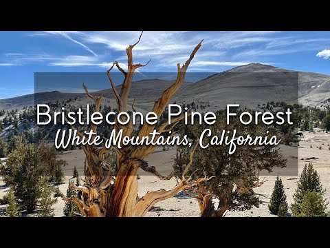 Vidéo: Bristlecone Pine Tree Growing: Informations sur les pins Bristlecone