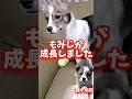 【感動】子犬を保護して大きくなりました「もみじ」の成長#shorts #こてもみ日記
