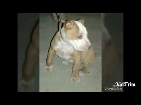 corte de orejas pitbull pit bull antes y despu 233 s de su corte de orejas youtube corte de orejas pitbull pit bull antes y despu 233 s de su corte de orejas youtube