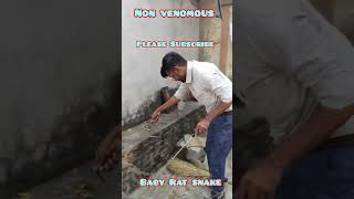 Baby Rat snake #love #viral #ytshorts