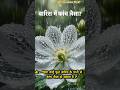 बारिश में कांच जैसा पारदर्शी फूल! 🌸💧 स्केलेटन फ्लावर का जादू #AdhyayanPoint #NatureFacts#viral
