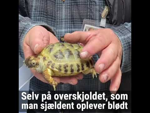 Video: Engangsskadet Skildpadde På Rulle