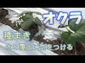 オクラの種まき(意識している注意点)