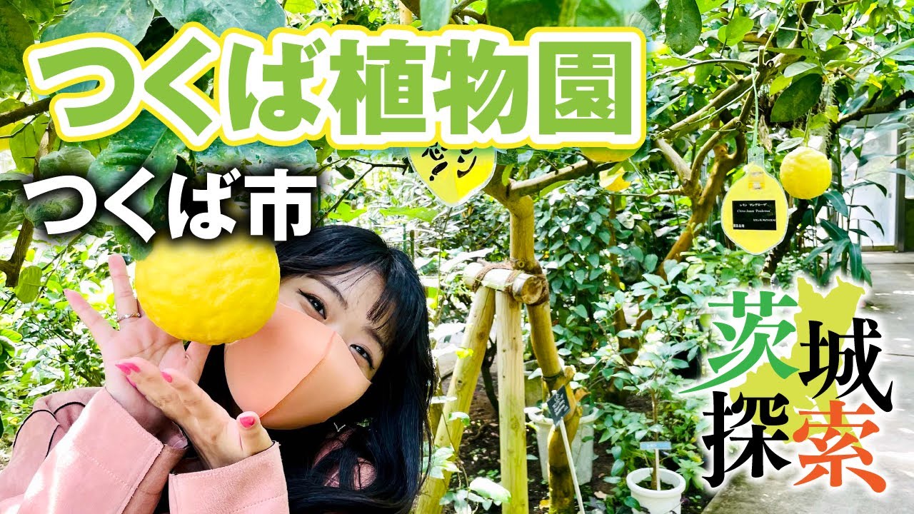 茨城探索 つくば植物園 ヒスイカズラ サボテン バナナの木など見どころいっぱい つくば市 Vlog Youtube