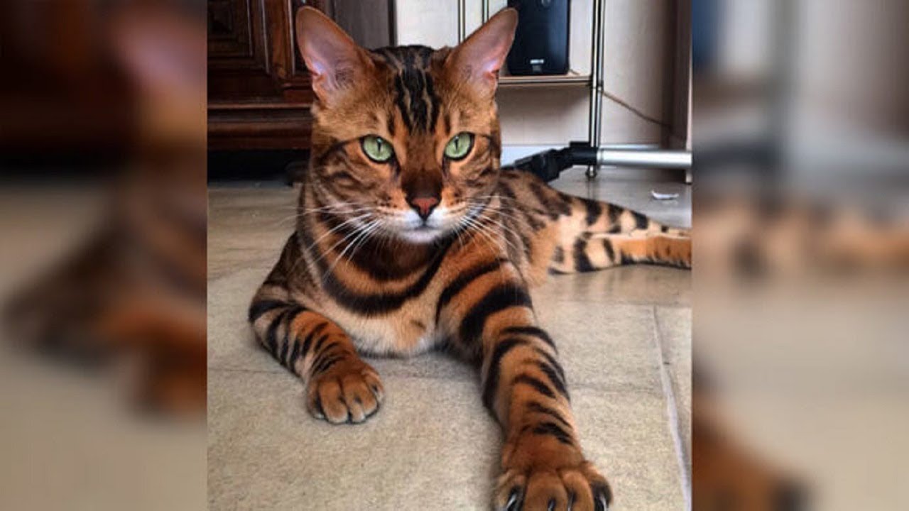 Bengal Cat Has Such A Unique Pattern, He Looks Like A Mini Tiger - YouTube