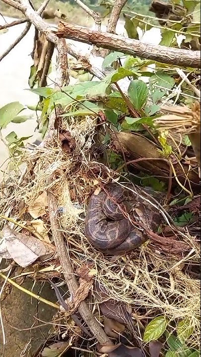 Indian python basking in Goa - YouTube