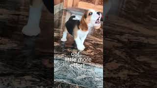 Simbaa's effort #beaglepuppy #stuffedtoy #dogsofyoutube #beagle #dog