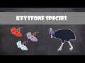 The Vital Role of Keystone Species in Ecological Balance
