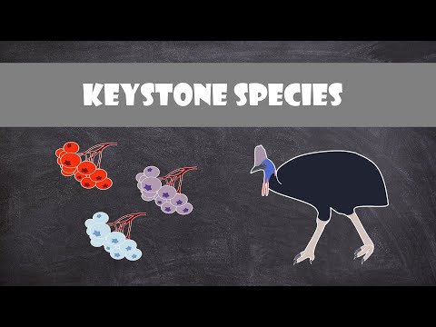 वीडियो: कीस्टोन प्रजातियों की विशेषताएं क्या हैं?