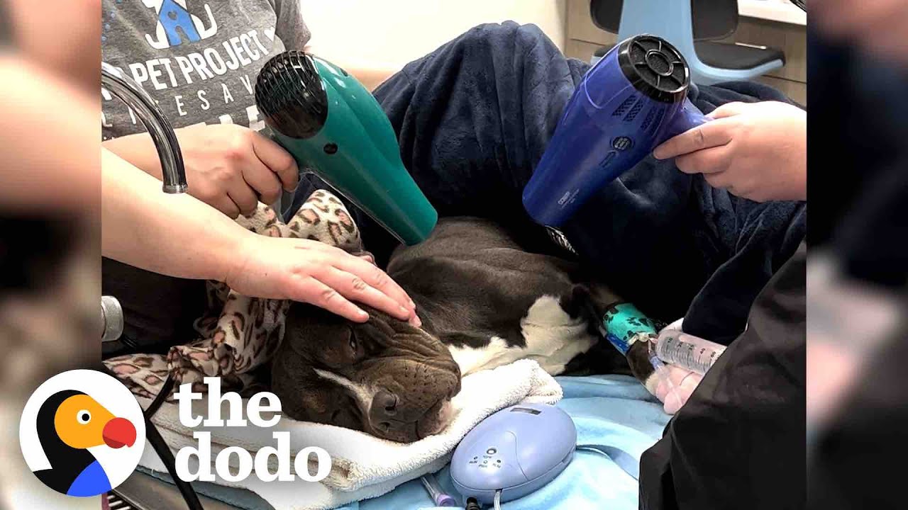 It Took Hours To Warm Up This Pittie Found In The Freezing Cold  The Dodo
