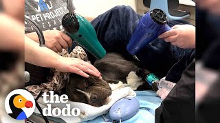 It Took Hours To Warm Up This Pittie Found In The Freezing Cold | The Dodo by The Dodo 1,296,528 views 1 day ago 3 minutes, 17 seconds