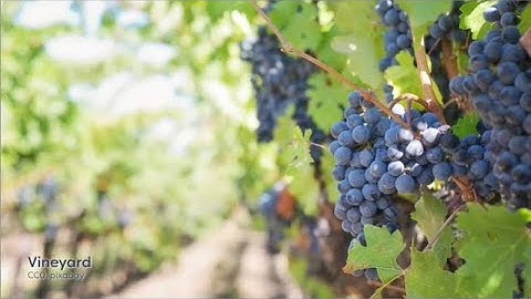 Module 03.06 Mating Disruption and SIT | insect | entomology lectures | notes | sterile insect teq