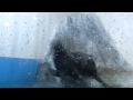 Океанариум в Казани. Злой тюлень