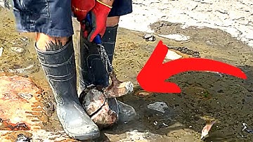 Hunting For Rare Ammonites In Pyrite Rocks! (FOUND A STUNNER)