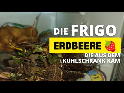 FrigoErdbeeren, was ist das, wie pflanze ich sie ein, damit beginnt