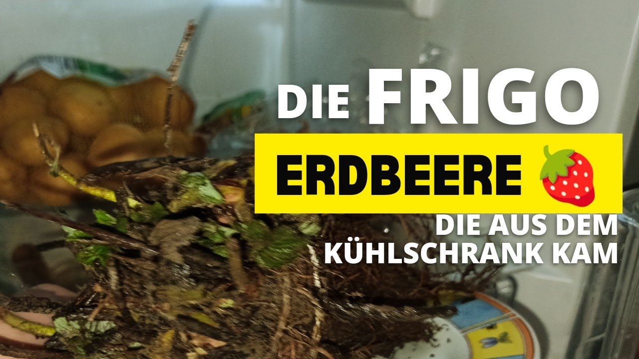 Frigo-Erdbeeren pflanzen: Warum sie aus dem Kühlschrank kommen